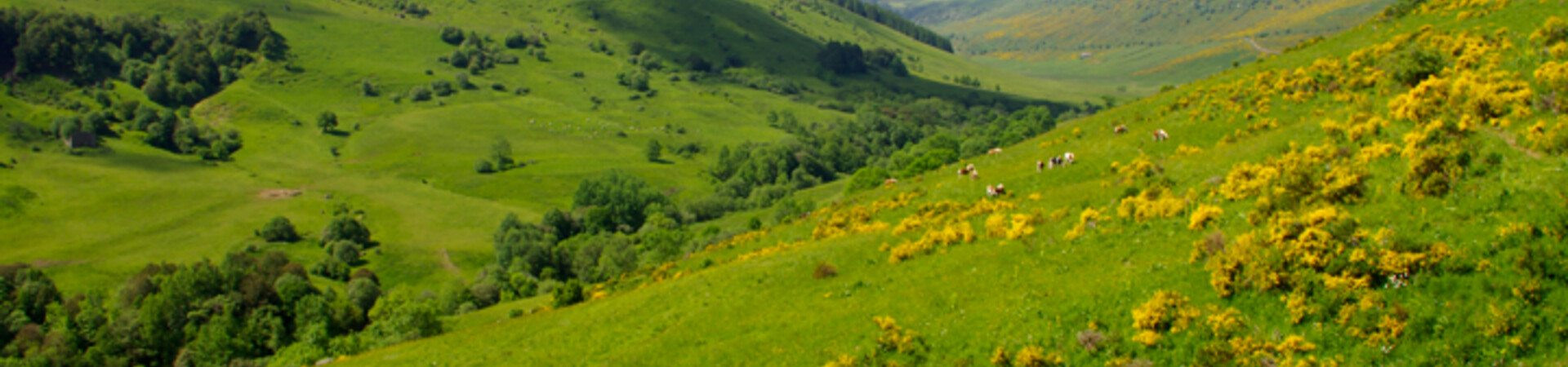 Vallée verdoyante du Cantal - Auvergne - France