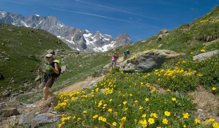 Randonneurs parmi les fleurs alpines - Oisans - Écrins - France