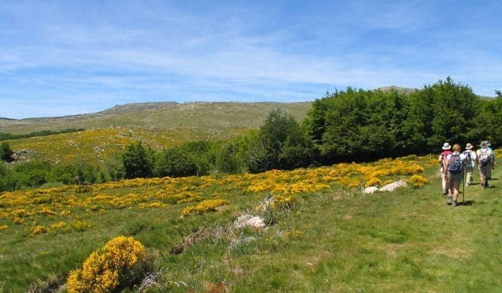 © Jean-Claude Praire Randonneurs parmi les genêts sur le chemin de Stevenson - Massif central - France