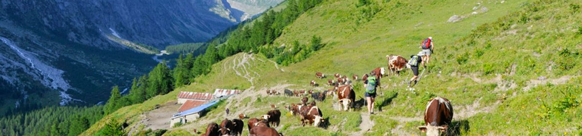Randonneurs et vaches sur le sentier alpin - Tour du Mont-Blanc - France
