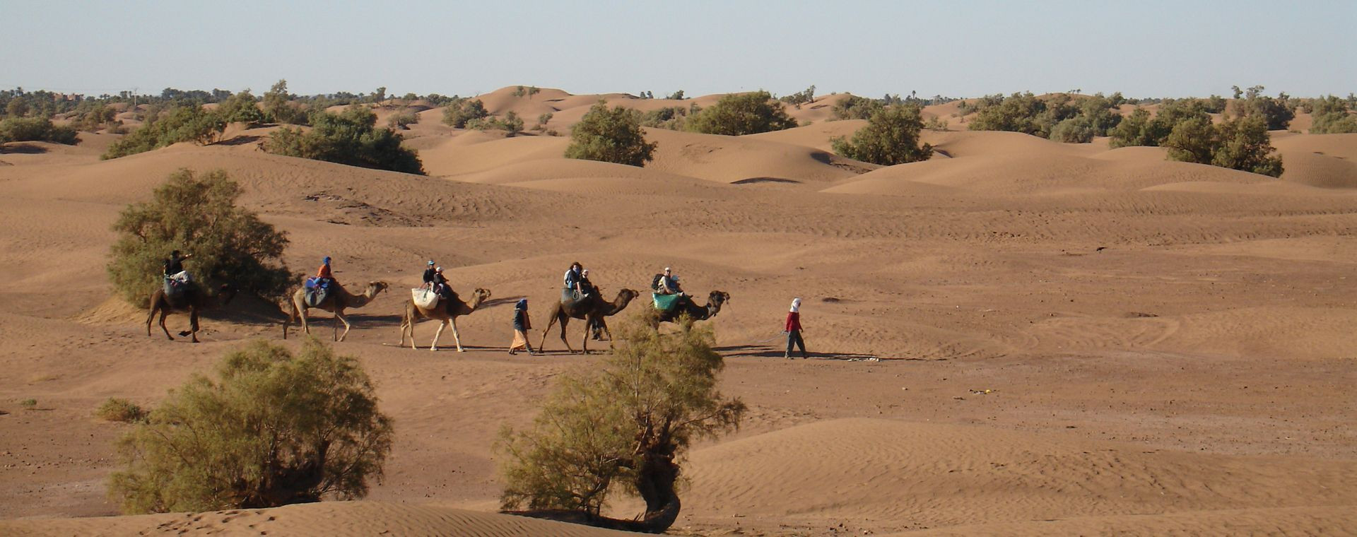 Caravane de dromadaires dans les dunes du désert - Maroc