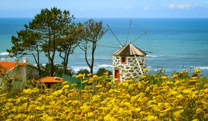 Moulin traditionnel et fleurs jaunes face a l'ocean - Minho Portugal