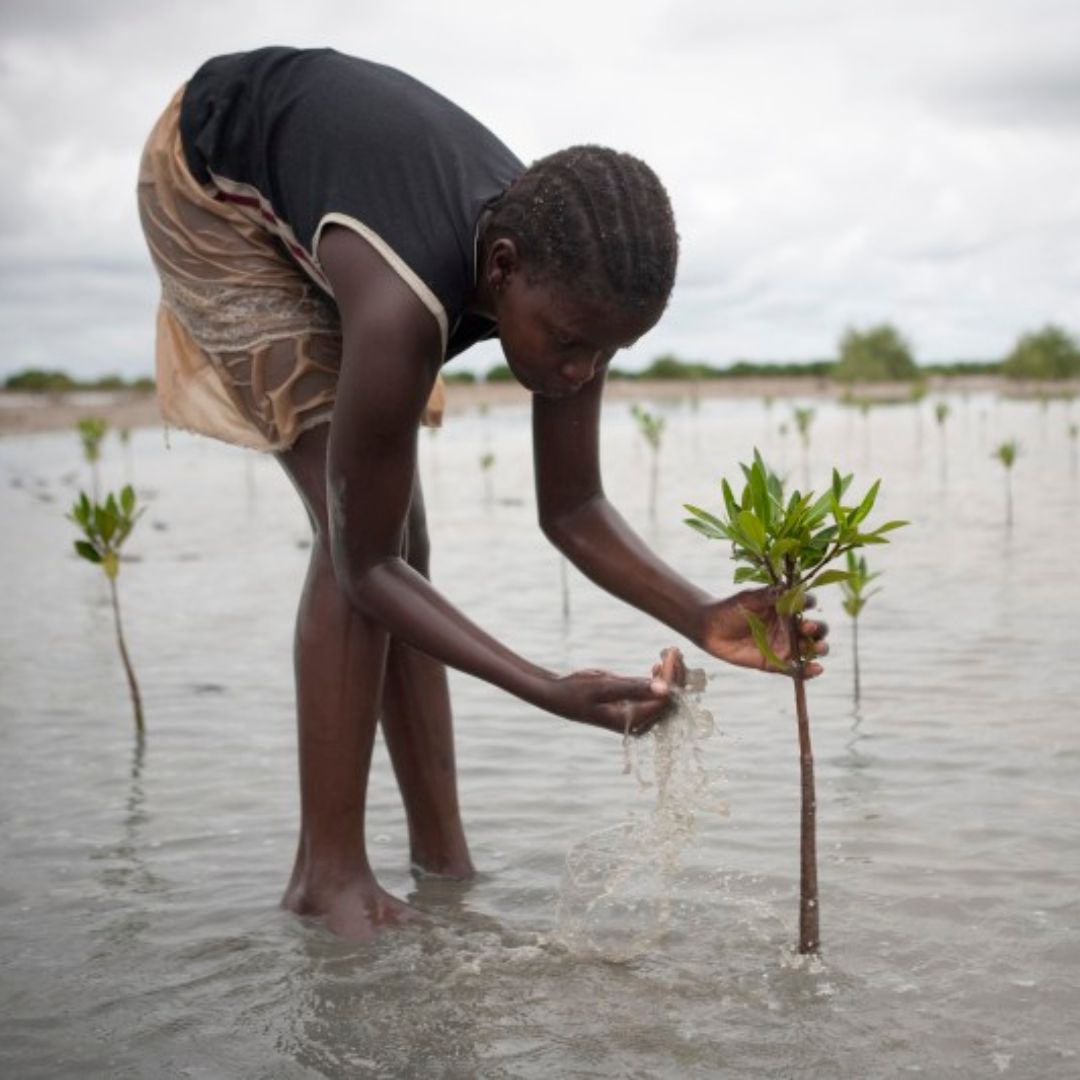 La mangrove au Sénégal, Fondation Insolite Bâtisseur Philippe Romero © Marion Osmont