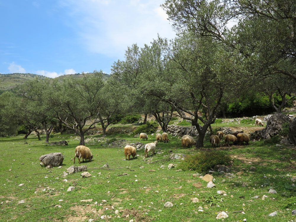 Rencontre avec des moutons lors d'une randonnée vers Qeparo en Albanie