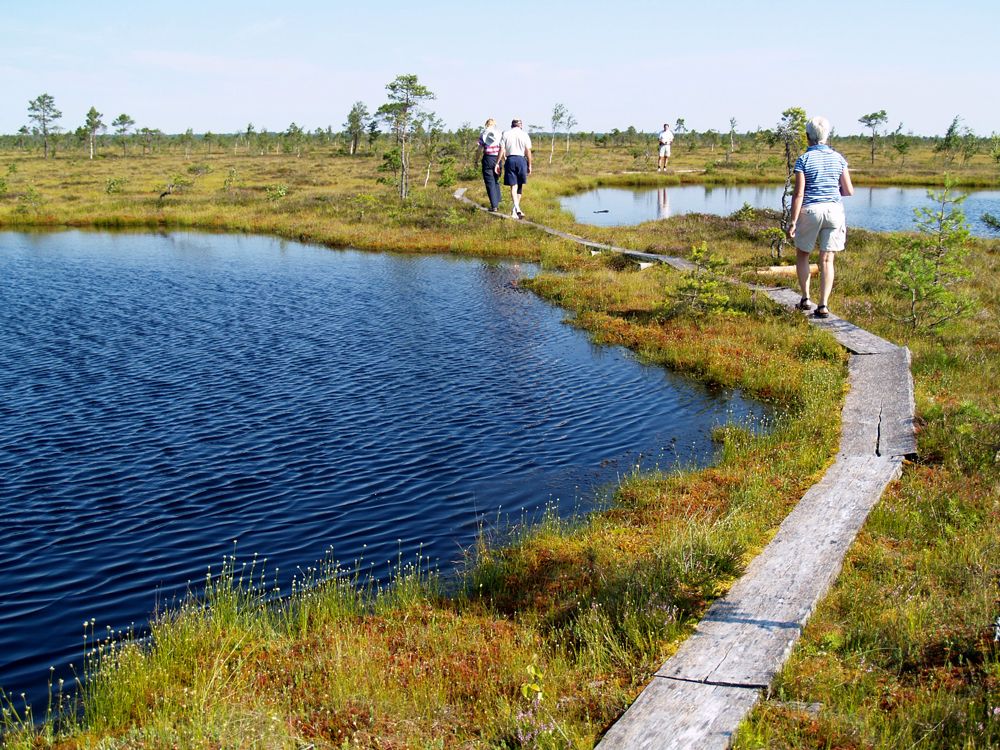 Randonnée sur le Kuresoo Bog, parc national de Soomaa, Estonie