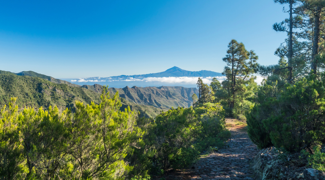 CANARIES PAYSAGE