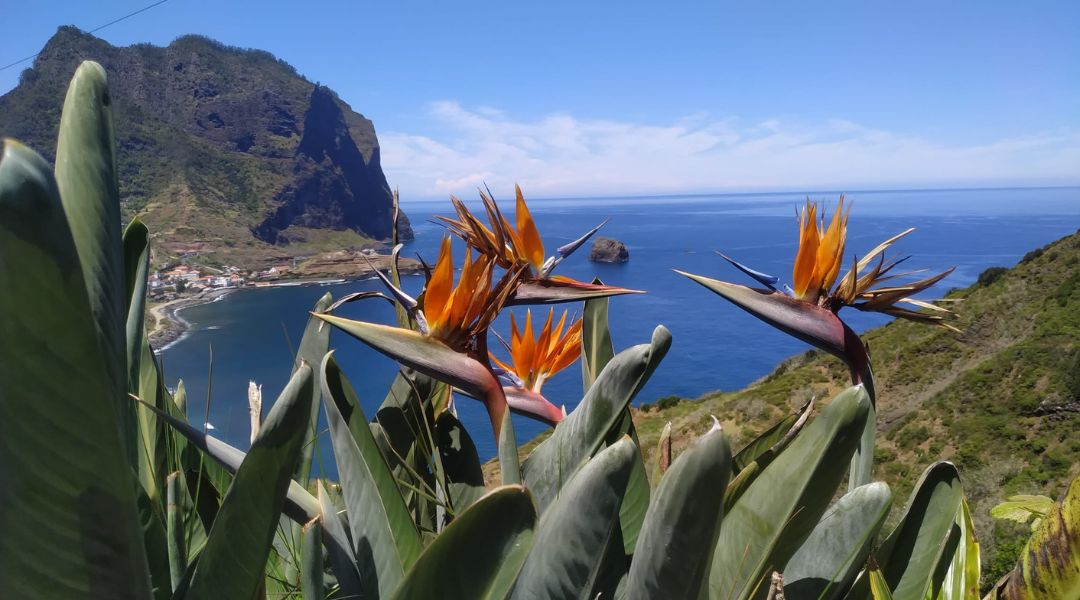 Madère, l'ile aux fleurs 