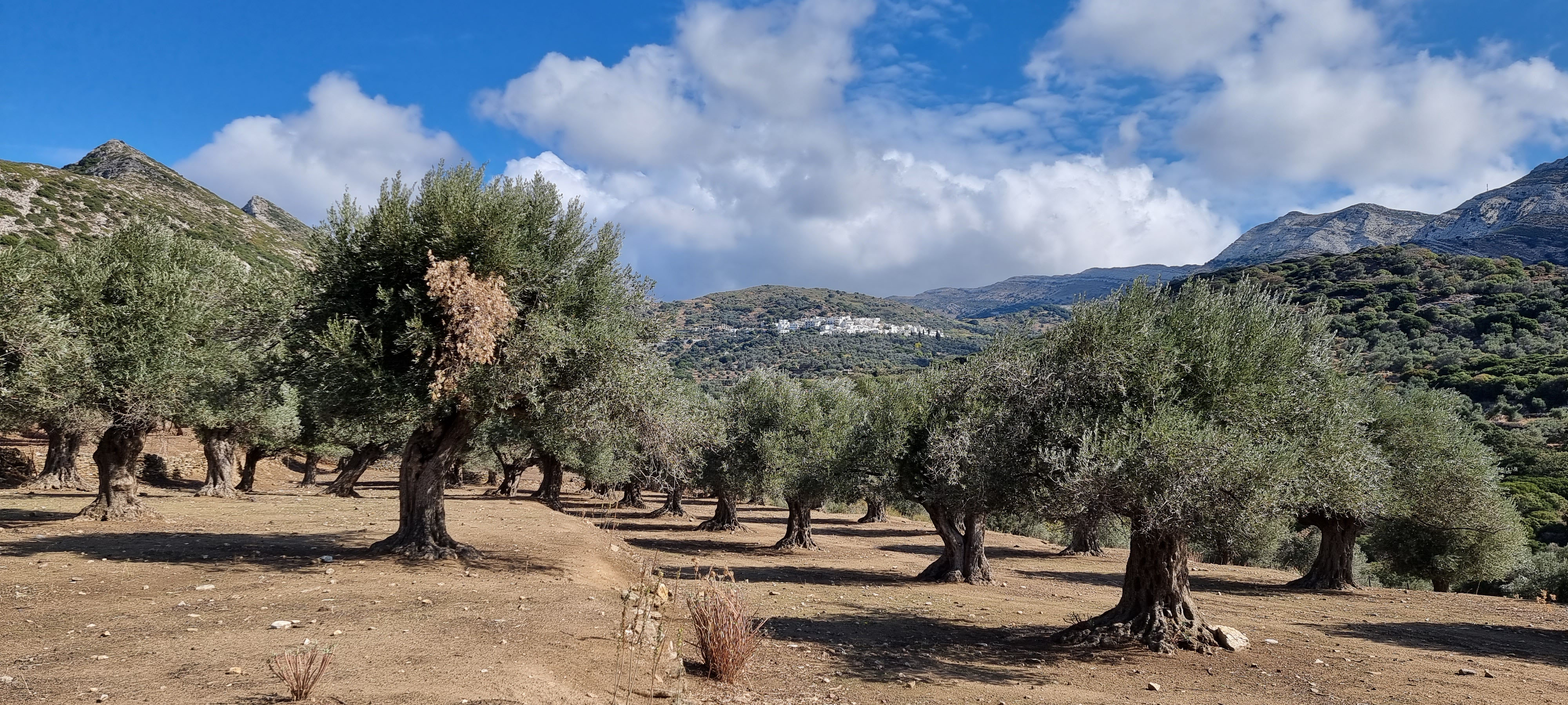 Naxos - Une jolie oliveraie © Anne-Marie Billault