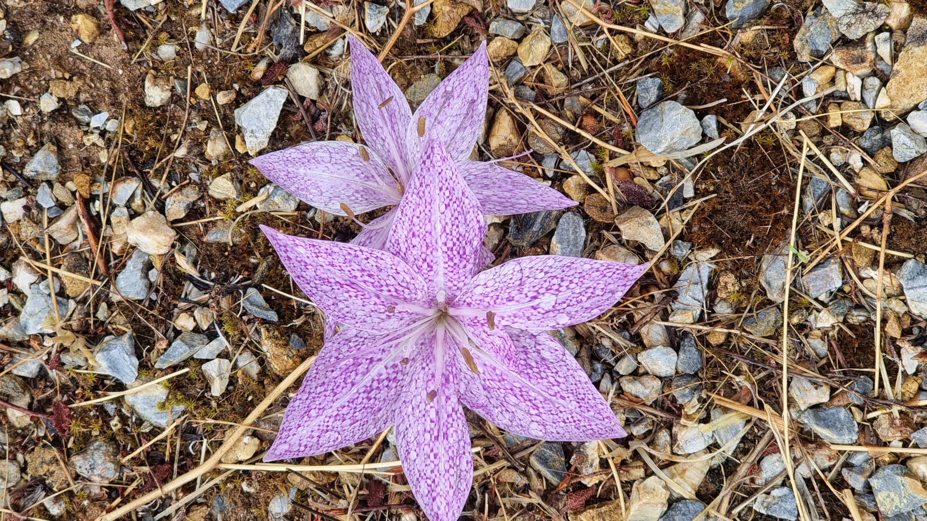 Naxos - Colchicum variegatum, espèce de fleur native de Grèce © Anne-Marie Billault