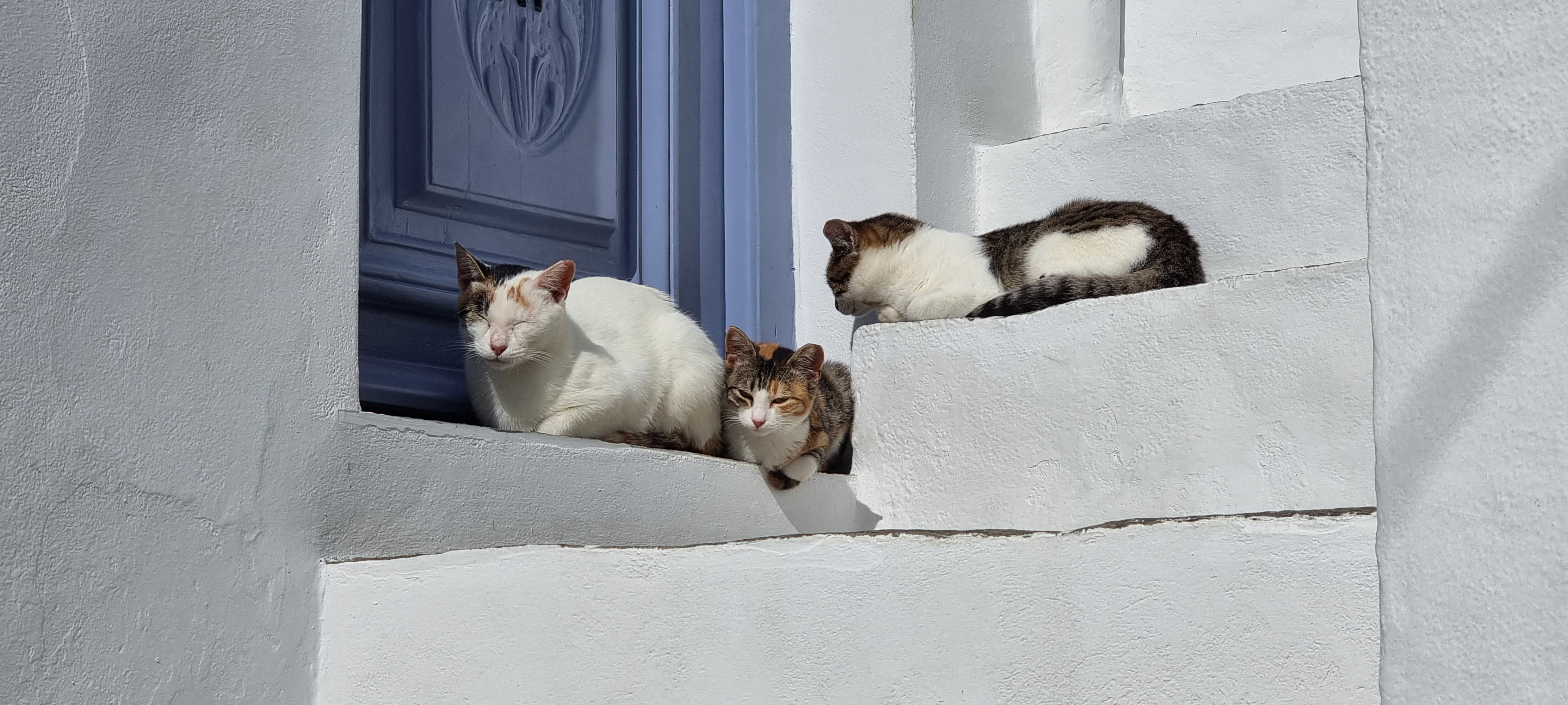 Sifnos - Le paradis des chats © Anne-Marie Billault