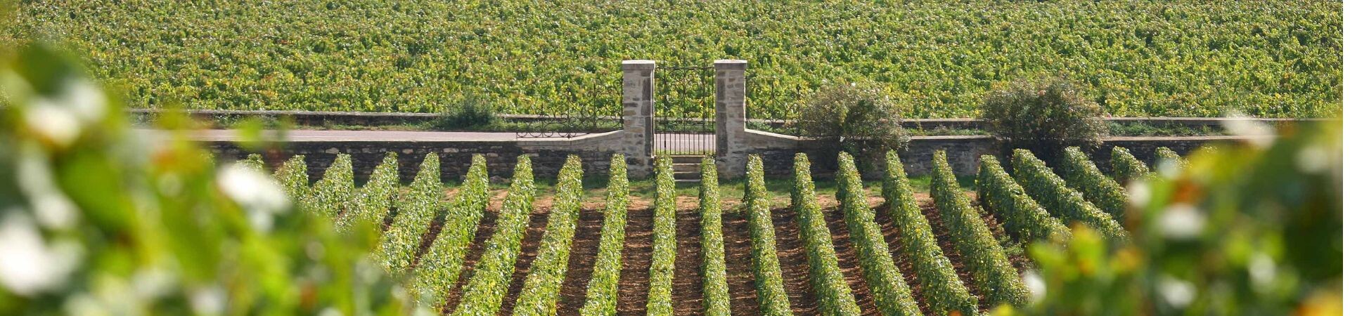 Voyages vélo organisés en Bourgogne