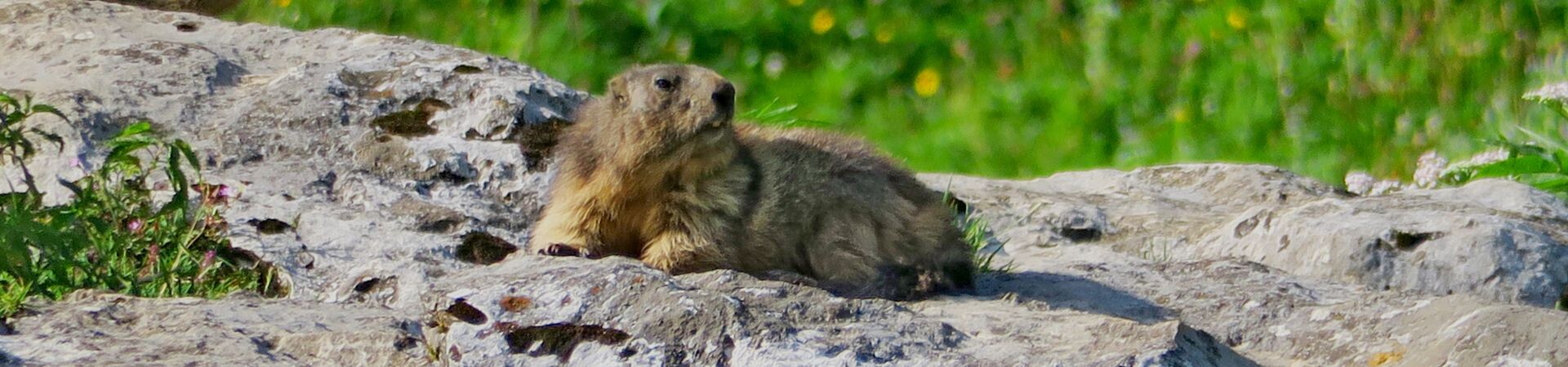 Le bestiaire craquant de nos randonnées