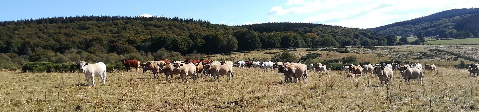 Sur le Chemin de Compostelle, du Puy en Velay jusqu’à l’Aubrac