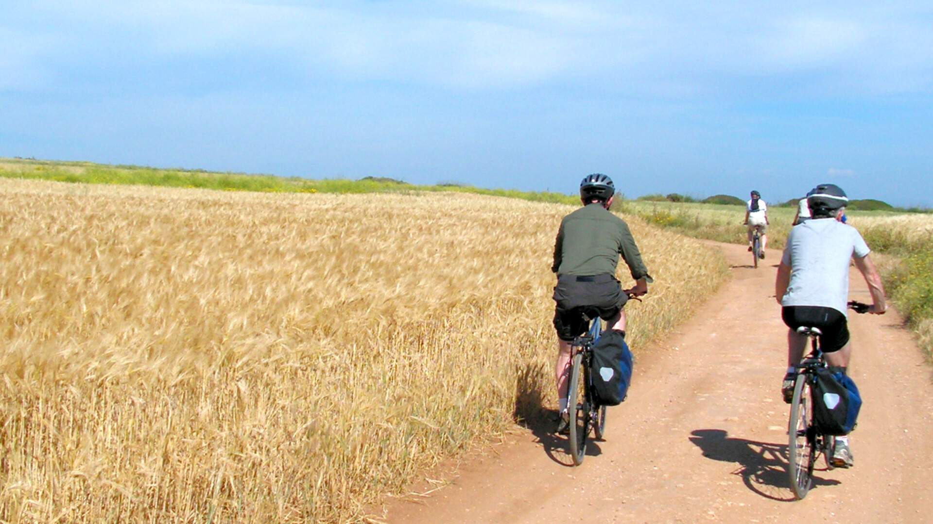 Champ de blé en Sardaigne