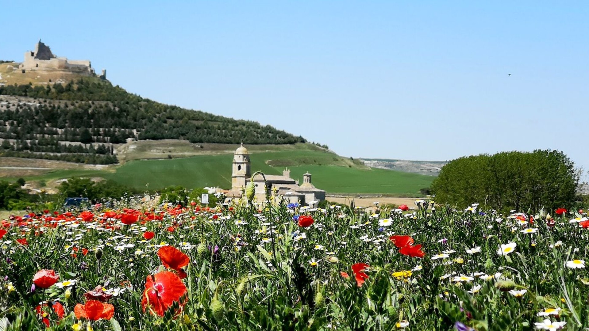 Champ de fleurs devant Castrojeriz