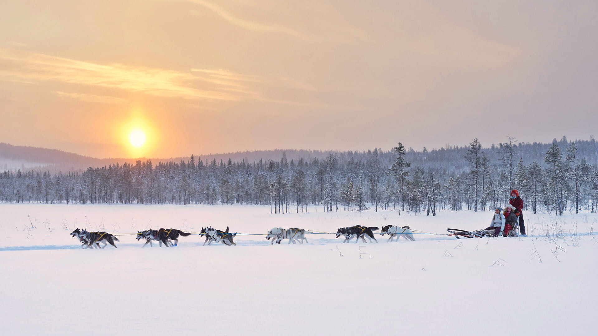 chien-de-traineau-norvège-coucher-soleil