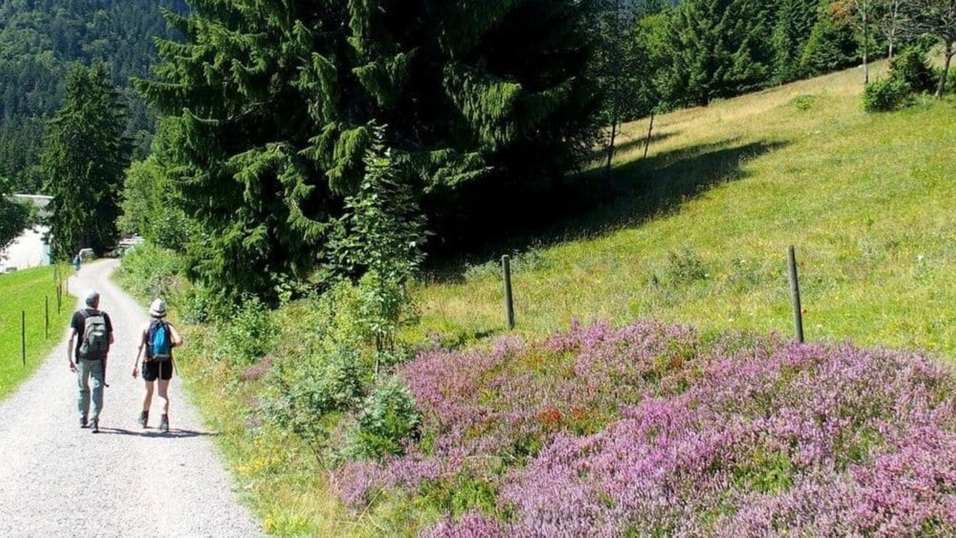 Randonnée en Forêt Noire, Allemagne