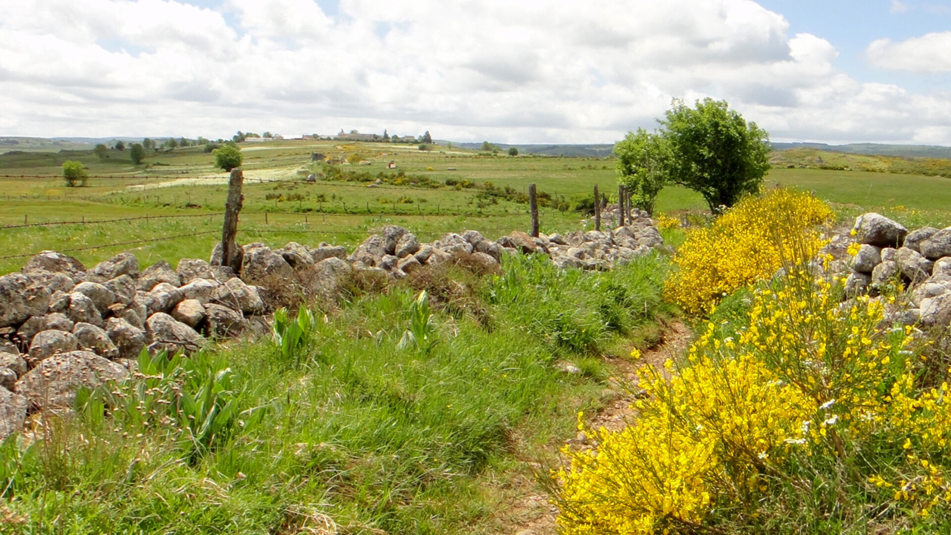 Sentier dans l'Aubrac