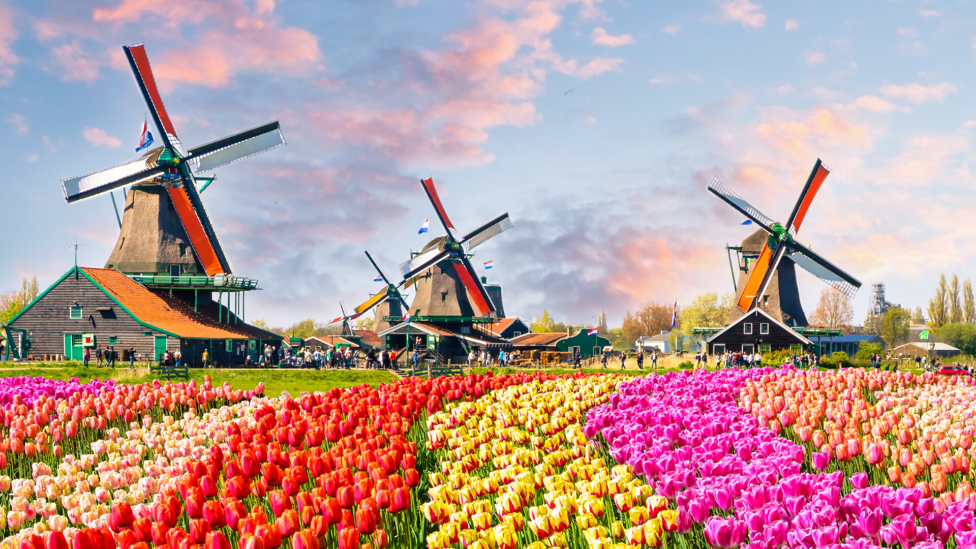 Tulipes et moulins de Zaanse Schans