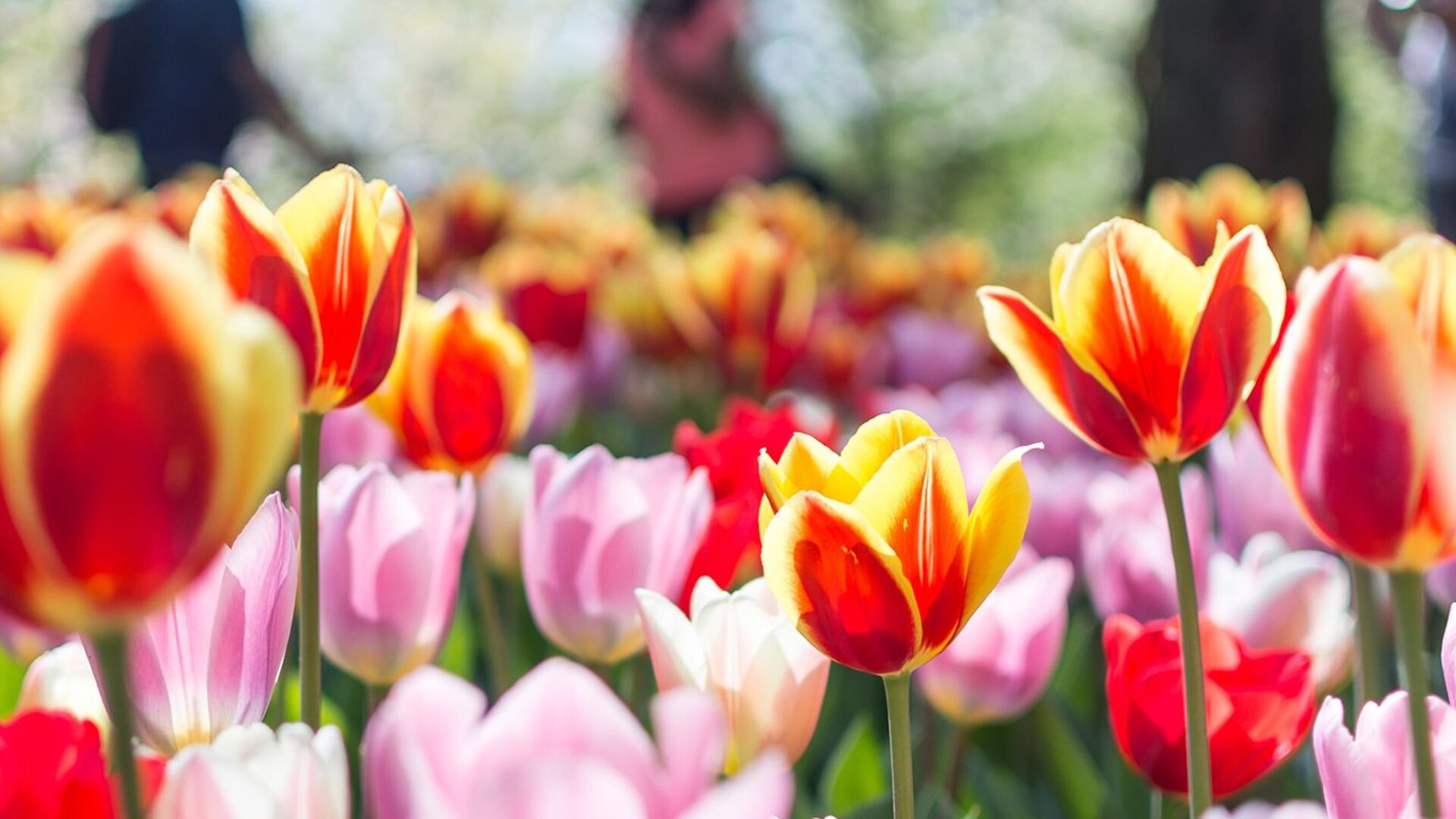 Les tulipes du parc floral de Keukenhof, Lisse, Pays-Bas