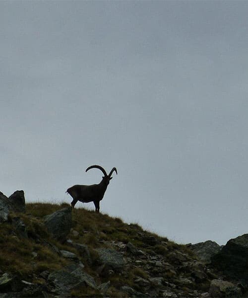 Bouquetin dans la pénombre © Laurent Comte