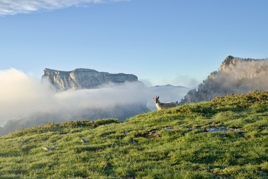 Bouquetin - Hauts-Plateaux du Vercors