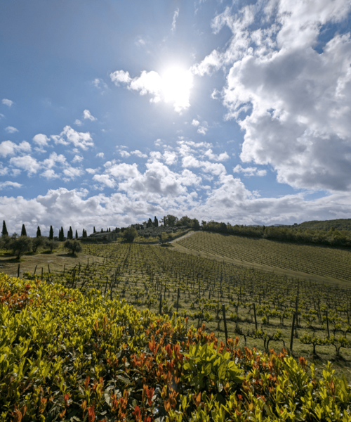 Vignoble de Castello di Meleto