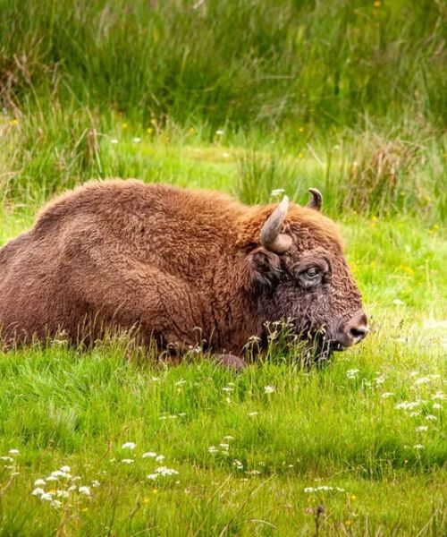 Parc des bisons ©Réserve des bisons d’Europe