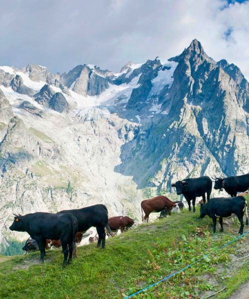 Les vaches d'Hérens ©Christian Martelet