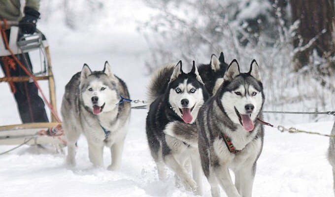 Séjour chien de traîneau