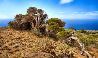 Canaries : l’île sauvage d’El Hierro