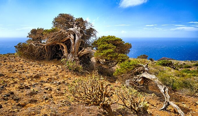 Arbres couchés par le vent à El Sabinar sur l'île d'El Hierro