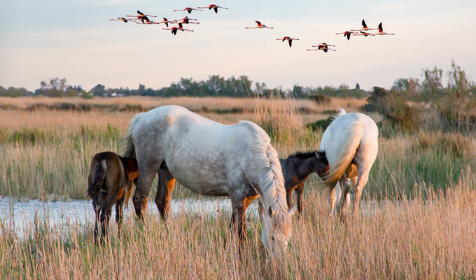 Chevaux et flamants roses en Camargue