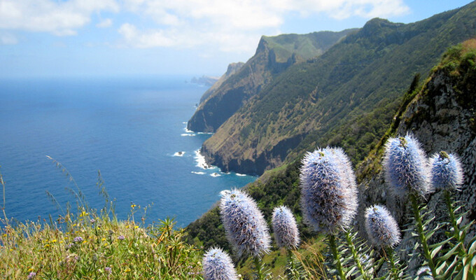 Fleurs sur l'île de Madère