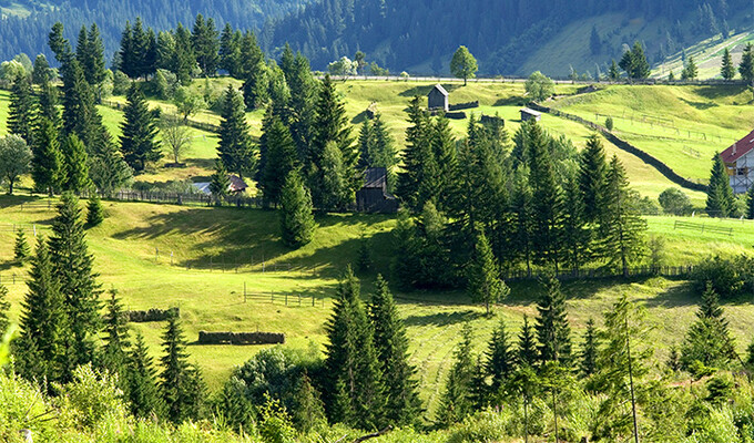 Forêt en Roumanie