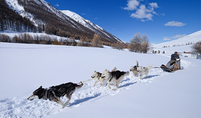 Multiactivités et chien de traineaux Queyras