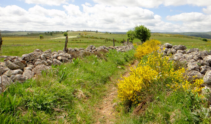 Paysage de l'Aubrac