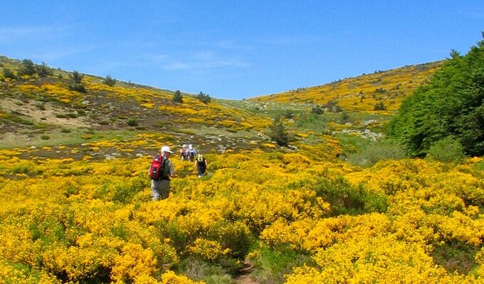 Randonnée au milieu des genêts dans les Cévennes