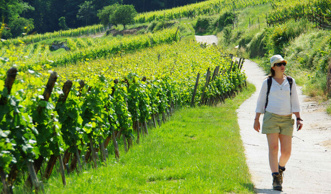 Randonnée dans un vignoble d'Alsace