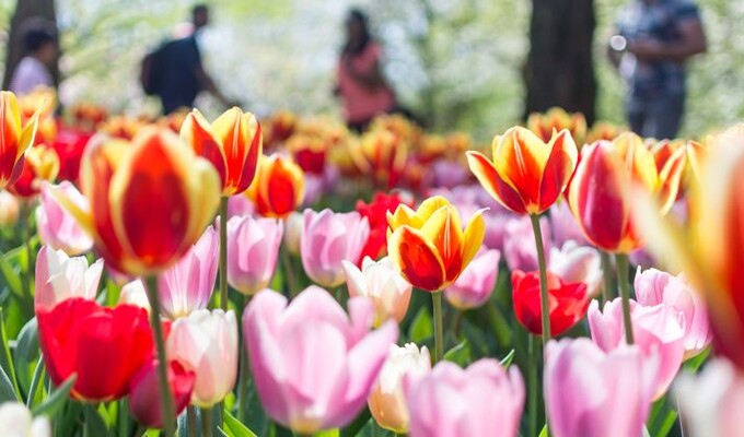 Les tulipes du parc floral de Keukenhof, aux Pays-Bas