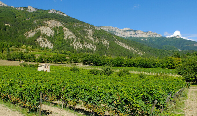 Vignoble à Châtillon-en-Diois