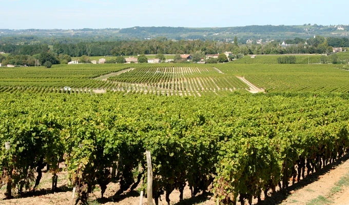 Des vignes à l'océan