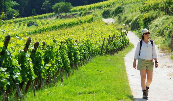 Randonnée dans un vignoble d'Alsace