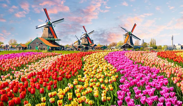 Tulipes et moulins de Zaanse Schans en Hollande