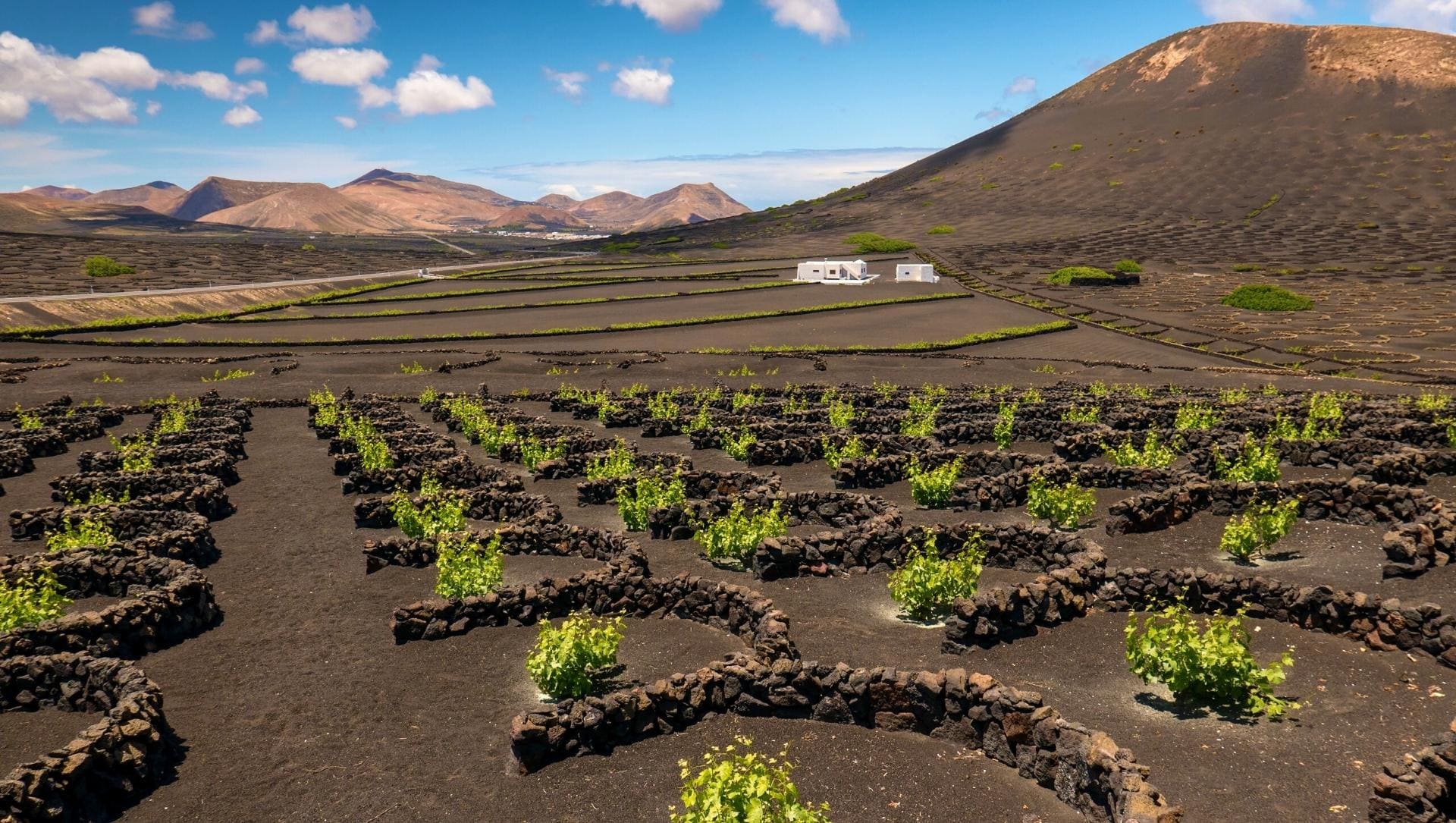 Vignes de Lanzarote